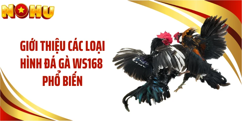 Giới thiệu các loại hình đá gà WS168 phổ biến